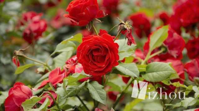 几十和几百香水的区别,几十和几百唇釉的区别