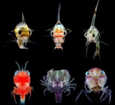 海洋探秘是什么意思,海洋生物探秘