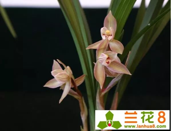 兰花疫病的发病原因,哪些药防治兰花病毒