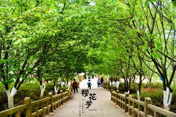 樱花梦日语,永福樱花之旅