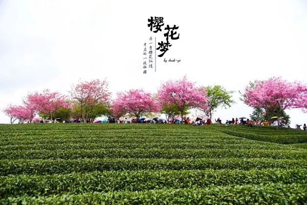 樱花梦日语,永福樱花之旅