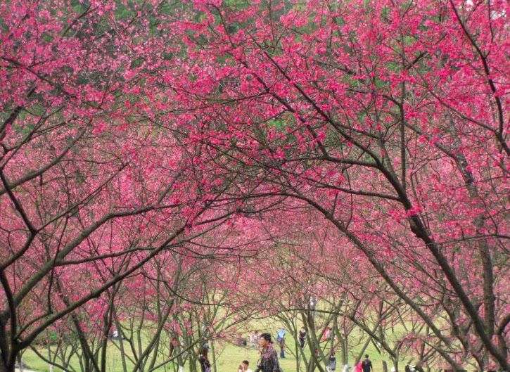 南宁免费一日游的景点大全,南宁45个景区