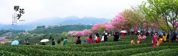 樱花梦日语,永福樱花之旅
