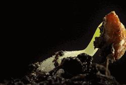 春是何时开始苏醒的,什么叫春期