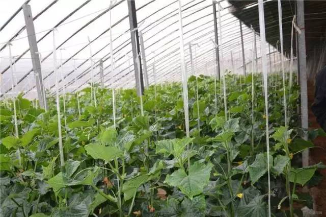 大棚黄瓜人工授粉的正确方法,大棚黄瓜全套栽培技术