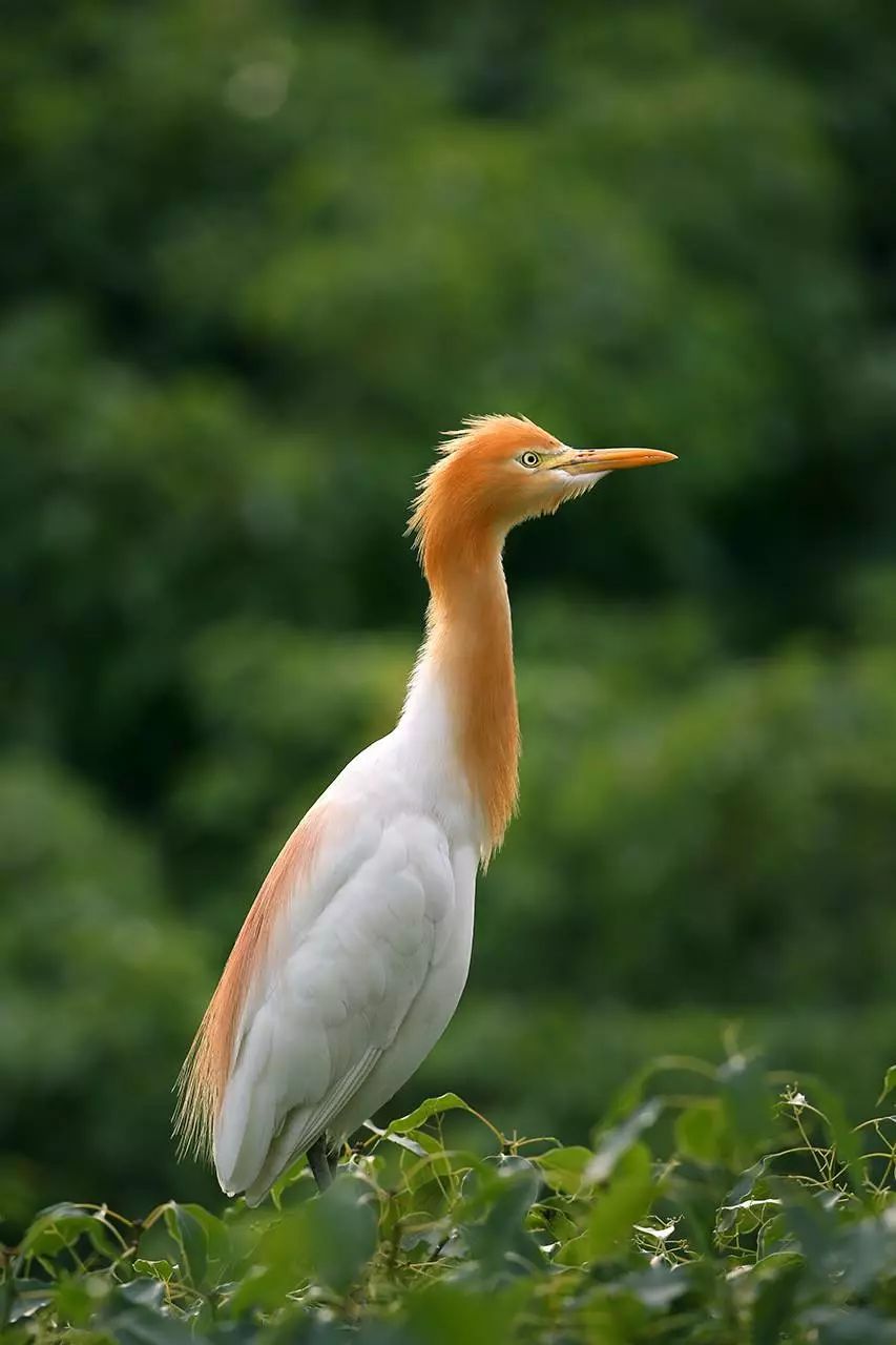 画眉、柳莺……在镇海栖息的这些“小精灵”，你都认识吗？