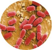 益生菌知多少,益生菌制剂哪种效果好