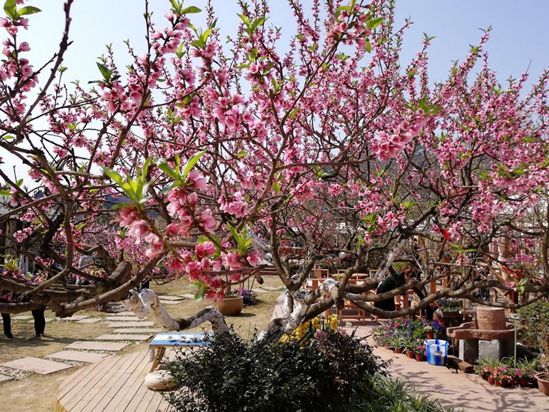 十里春风、百亩桃园,来龙泉驿,你拥有的不止这些!