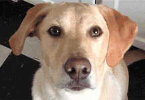 青岛凤凰城小区为啥差价5000一平,2017年青岛房价表