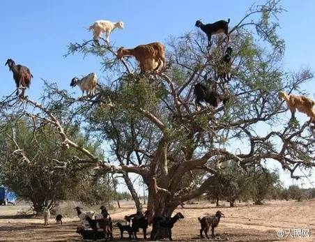 700年前的陶盘，猫认证