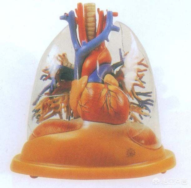 支气管扩张能治好吗,支气管扩张可以完全治愈吗