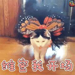 送你超模羽毛,成为逆龄仙女,“宠物界的YSL”重磅来袭!