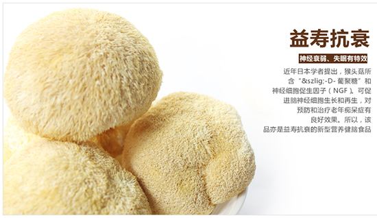 猴头菇粉养胃吗,猴头菇养胃神器