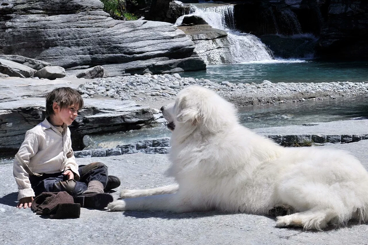 汪星人的电影完整版,十部不能错过的汪星人主题电影