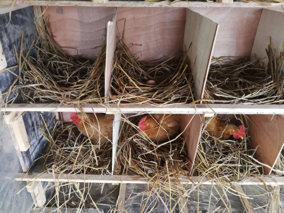 养土鸡的幽默句子,土鸡土话怎么说