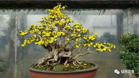 造型独特的迎春花盆景,迎春花盆景有哪些造型特点