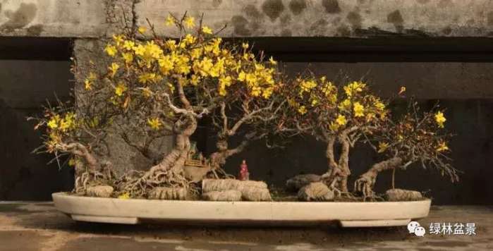 造型独特的迎春花盆景,迎春花盆景有哪些造型特点