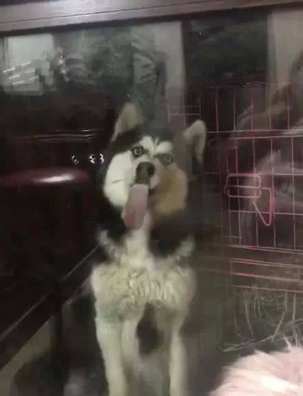 男子便宜买了只哈士奇,男子贪图便宜在网上买了哈士奇