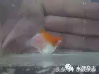 养红箭的技巧,快来测一测你未来会养什么宠物