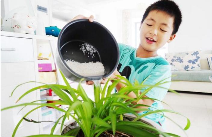 绿萝不施肥怎么养才能更旺盛,绿萝不用营养液不施肥怎么能养好