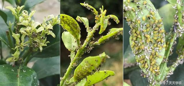 柑橘春季防治红蜘蛛的最佳时间,柑橘清园红蜘蛛如何消灭