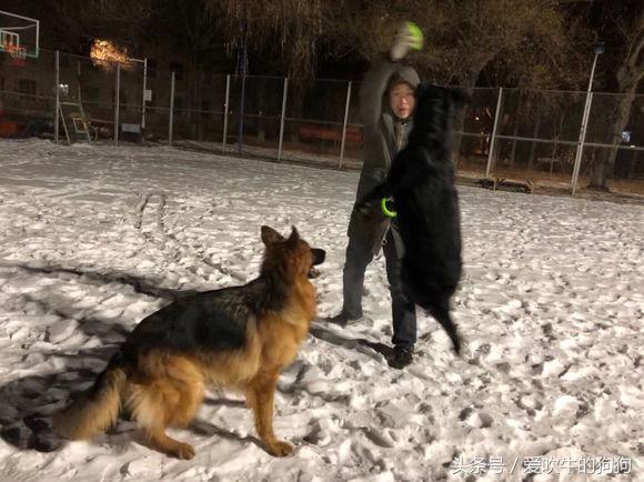 为什么要养狗长毛德牧,长毛德牧是名犬吗