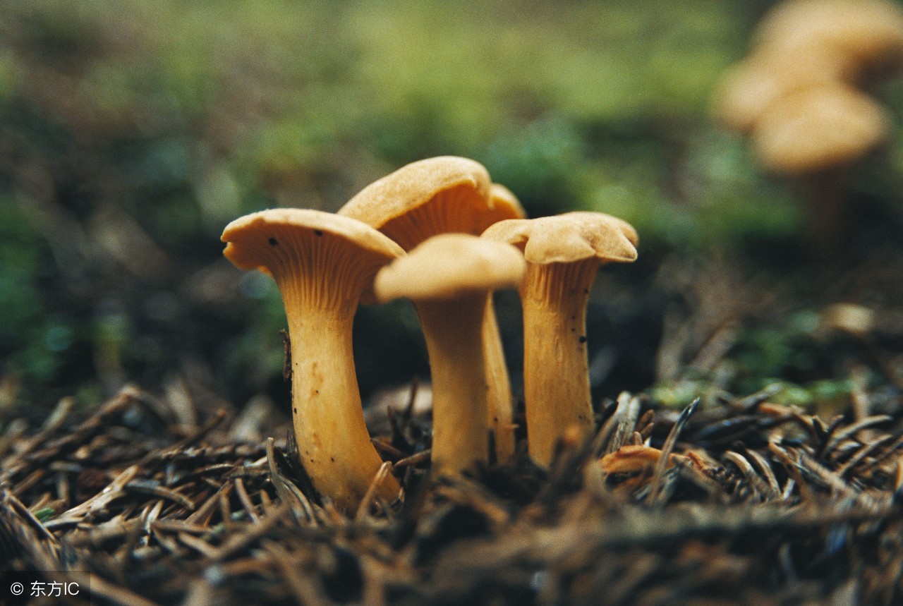 蘑菇施肥的正确方法,蘑菇种植后怎么施肥