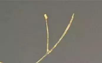 东营微文化完整版,东营微文化现状