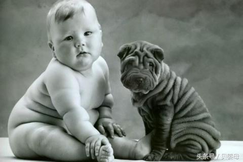 新出生的狗宝宝,狗崽起名字大全