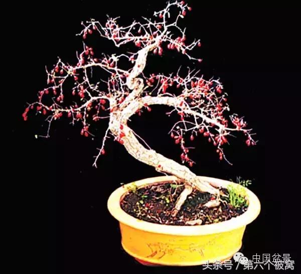 芽叶枝花都可赏,北国红豆亦相思