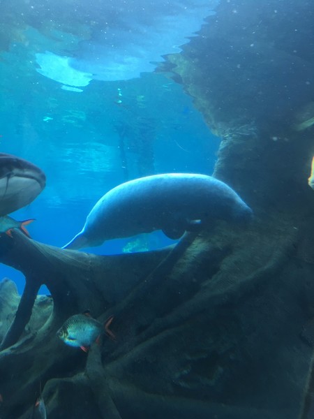 去珠海长隆海洋王国住哪里好,珠海长隆海洋王国烟花时间表