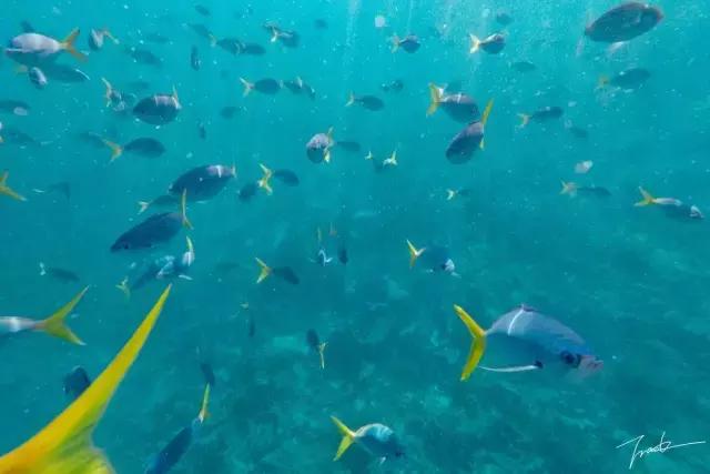 帕劳深度游出海,帕劳深潜体验