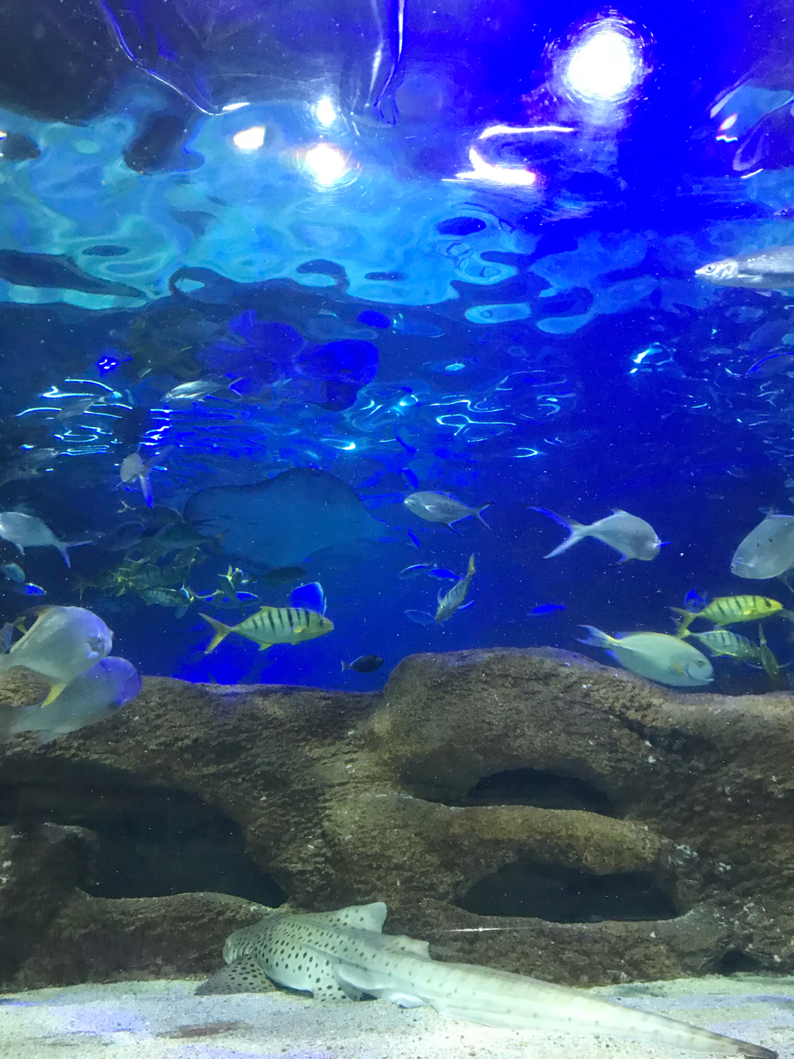 圣亚海洋世界和大连老虎滩哪个好,大连圣亚海洋世界春节门票