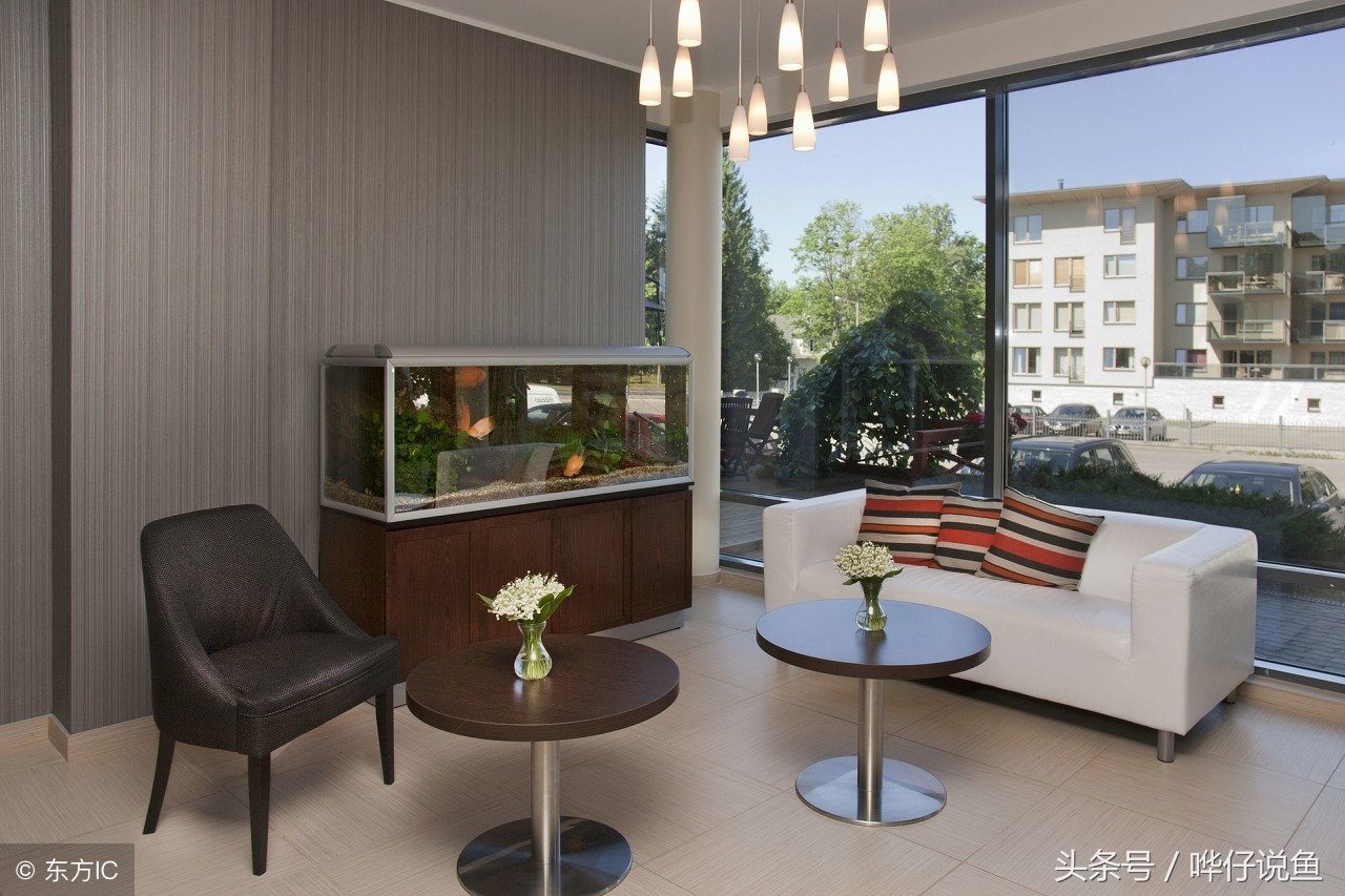 不给鱼缸换水,不给鱼缸充氧小鱼能活吗