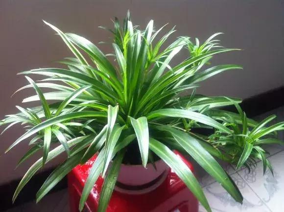 揪片叶子丢水里，呼啦啦长出一大片，开花了忒漂亮！