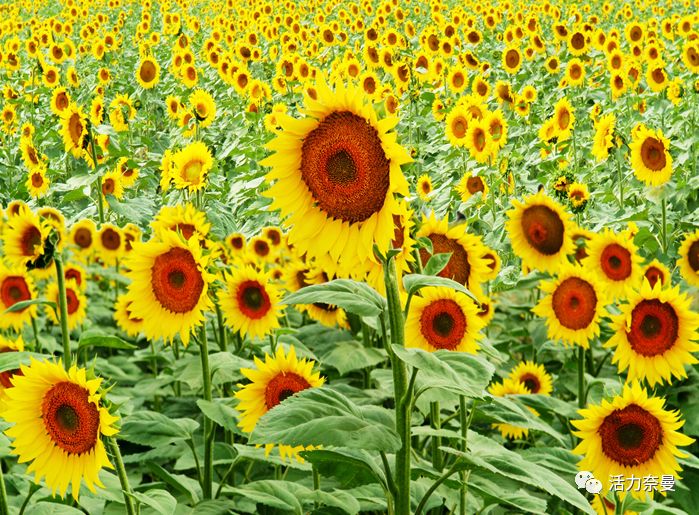 45万人的名片,太漂亮了!!《奈曼人的名片》最新版,45万次!!!精工打造!!!