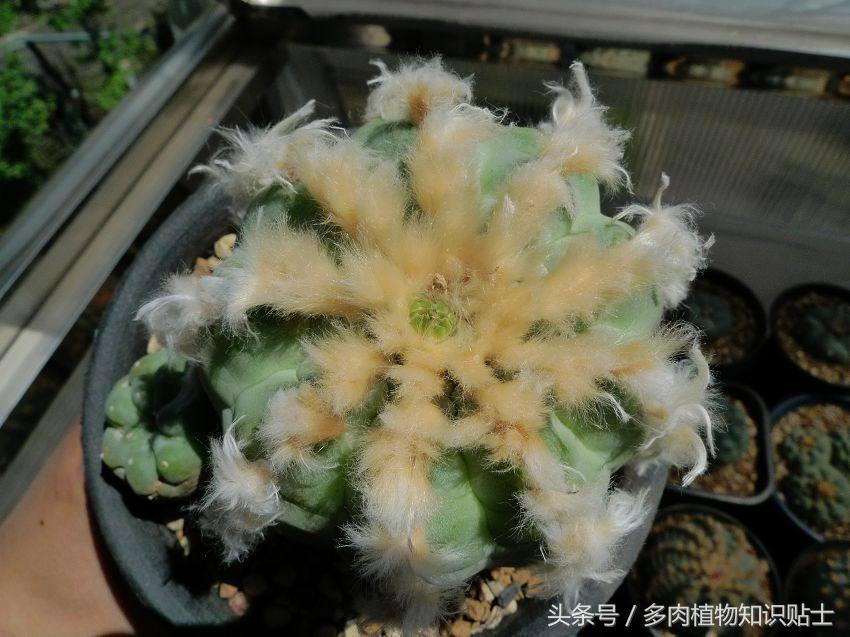 仙人球门道这么深，听我一点一点和你说