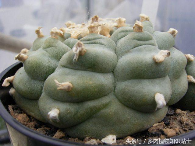 仙人球讲解视频,乌羽玉仙人球几度开始不要浇水