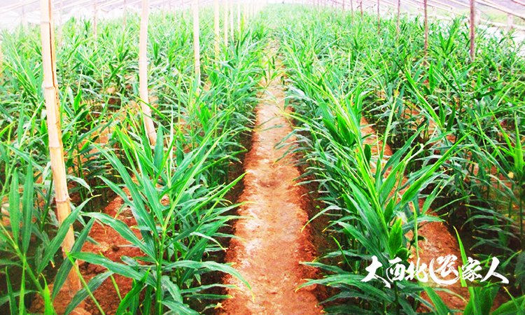 生姜种植用黄豆施肥效果好吗,生姜种植技术和施肥方法视频
