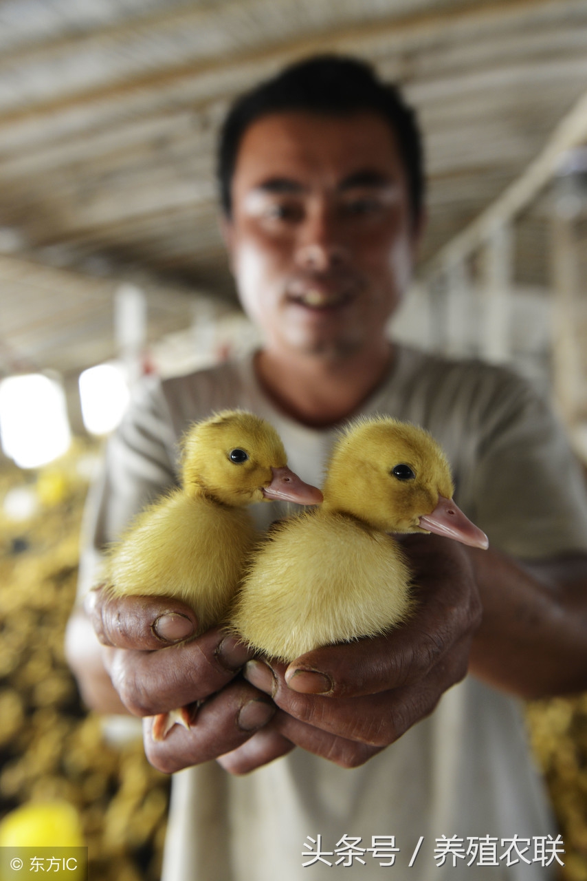 雏鸭的饲养方法与管理实习报告,雏鸭饲养管理
