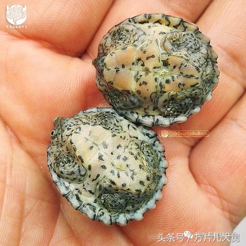 美文欣赏—头有斑、壳有纹、不加温、体型小，还不贵，它就是剃刀