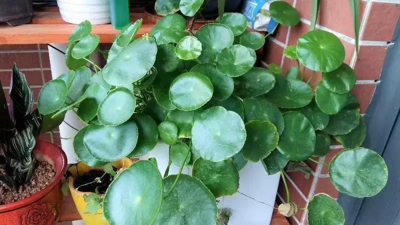 揪片叶子丢水里，呼啦啦长出一大片，开花了忒漂亮！