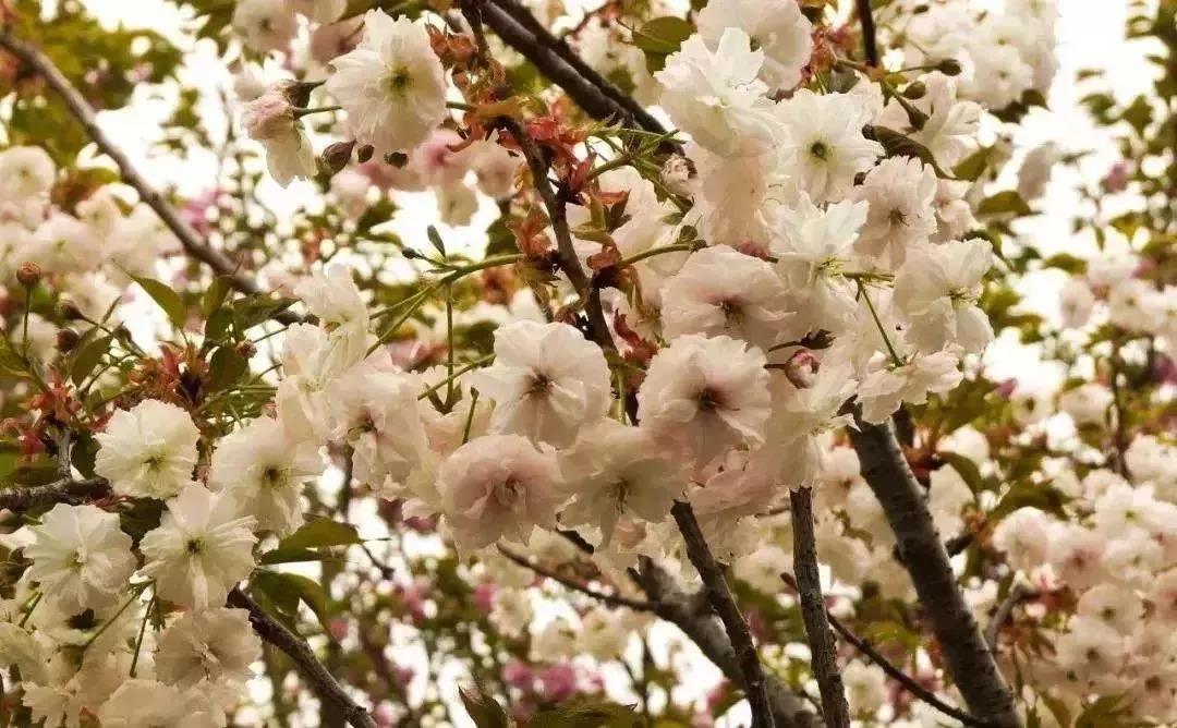 滚蛋吧,春困君!广东这些花花世界让你秒变龙马精神!