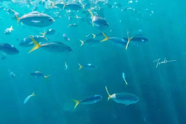 帕劳深度游出海,帕劳深潜体验