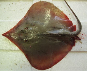 原来韩愈那么胆小！让唐朝中央官大爷吓坏的七种海鲜