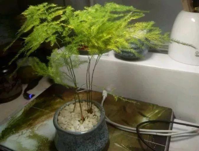 文竹叶片发黄,三个妙招轻松解决叶片发黄!