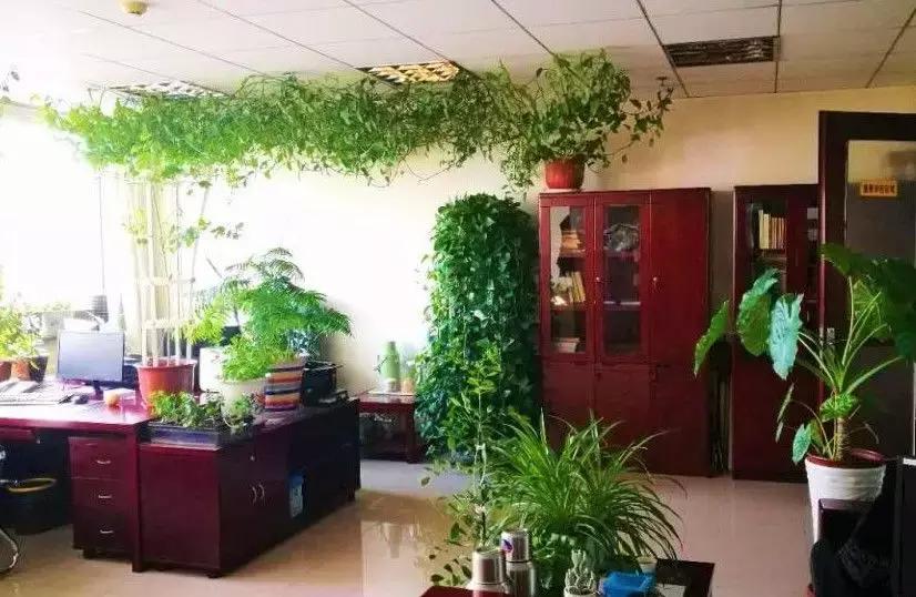 揪片叶子丢水里，呼啦啦长出一大片，开花了忒漂亮！