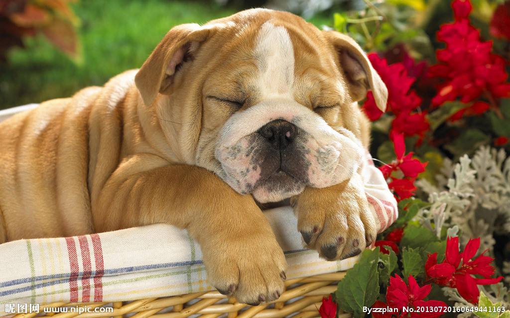 短毛犬为什么容易得皮肤病,为何短毛狗容易皮肤病