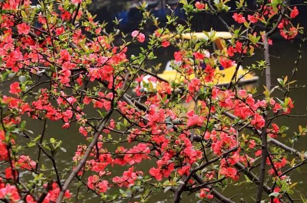 安逸，成都各区县的海棠花开了，周末带上家人或朋友踏春去哦