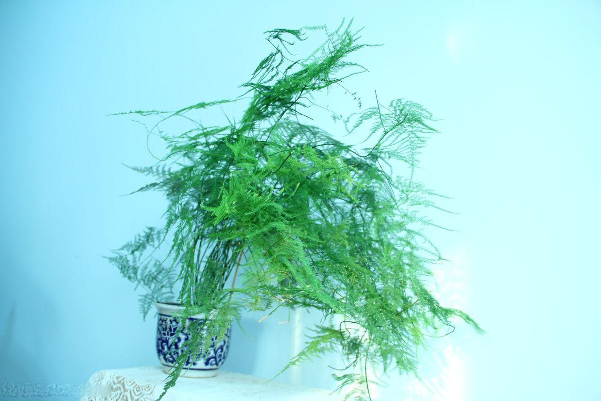 文竹叶片发黄,三个妙招轻松解决叶片发黄!